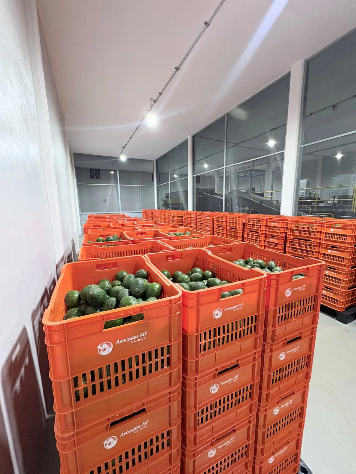Cajas de aguacate MF Avocados