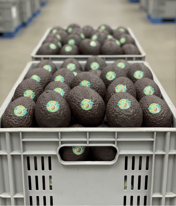 Mf avocados web 2