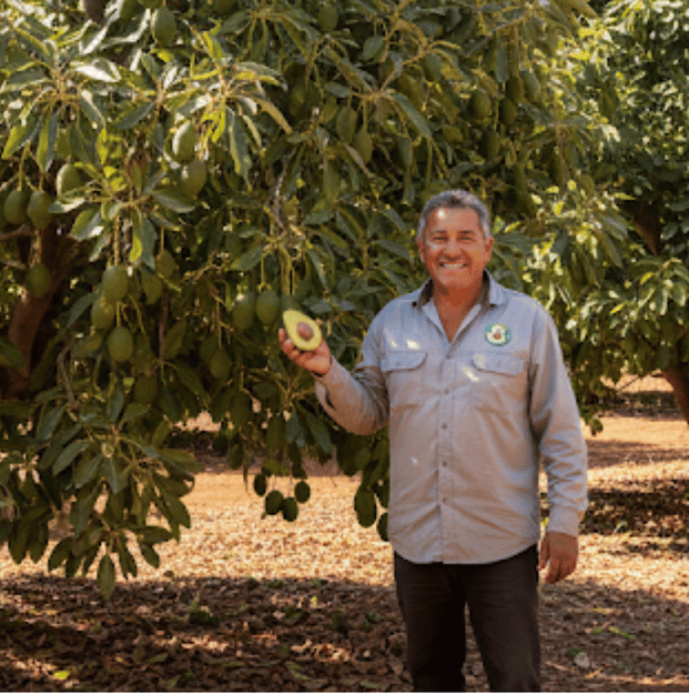 Mf avocados web 4